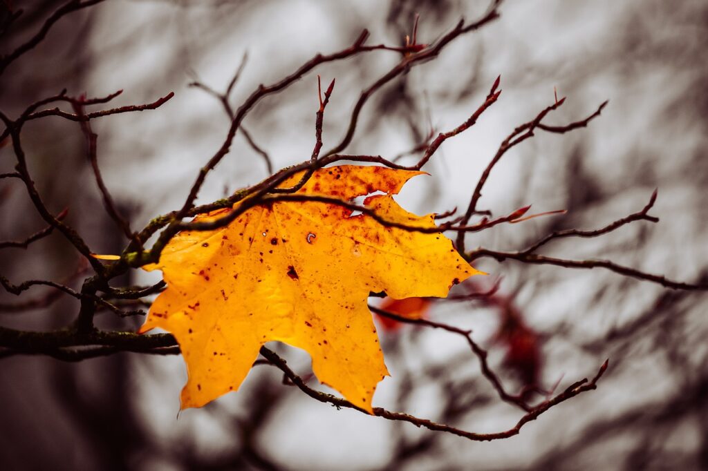 autumn, leaf, nature