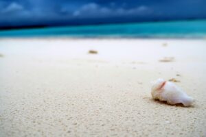 A lone seashell resting on a tranquil sandy beach with the turquoise sea in the background.