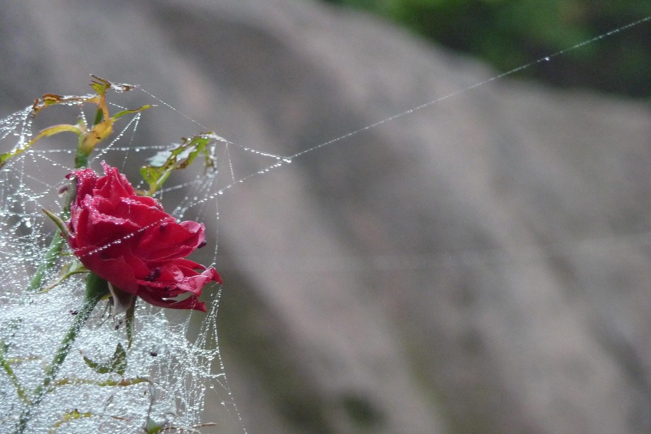 rose, dew, rose flower, cobwebs, spider web, magic, drops, nature, blossom, bloom, red, beauty, close up, rain